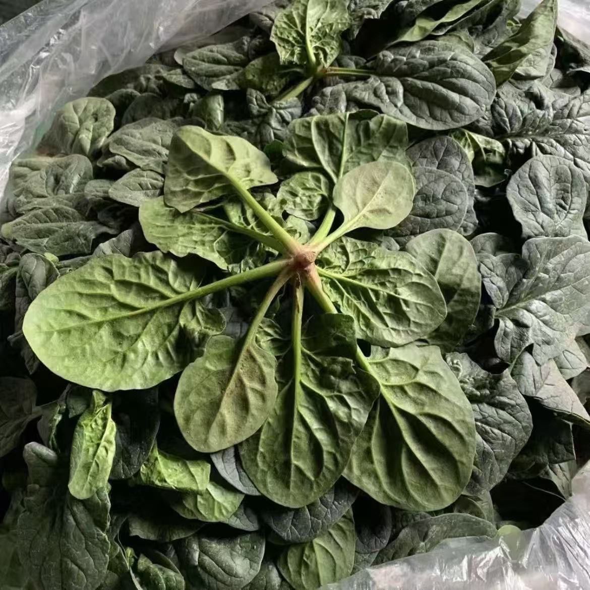 纯天然趴地菠菜矮脚红根整箱当季蔬菜河南农家新鲜自种火锅现挖