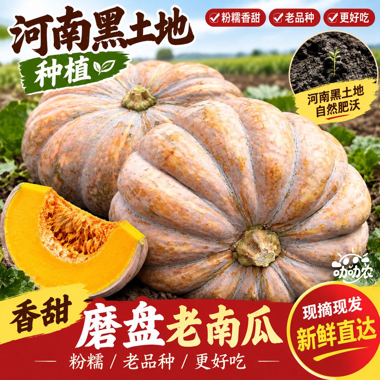 盘磨老南瓜甜糯南瓜皮薄肉厚宝宝辅食新鲜圆形香甜现货速发批发
