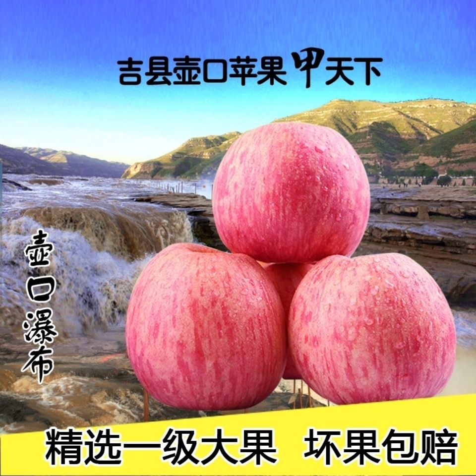 【正宗产地直发】山西吉县壶口苹果正宗吉县红富士脆甜有机带皮吃