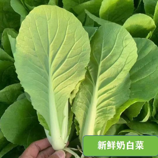 农家自种奶白菜快菜小白菜现摘现发新鲜蔬菜时令绿叶菜新鲜蔬菜