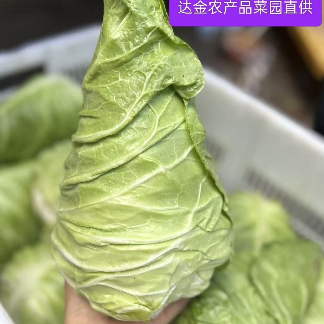 贵州现砍时令尖头牛心包菜美味农家直供新鲜牛心甘蓝菜园地直发