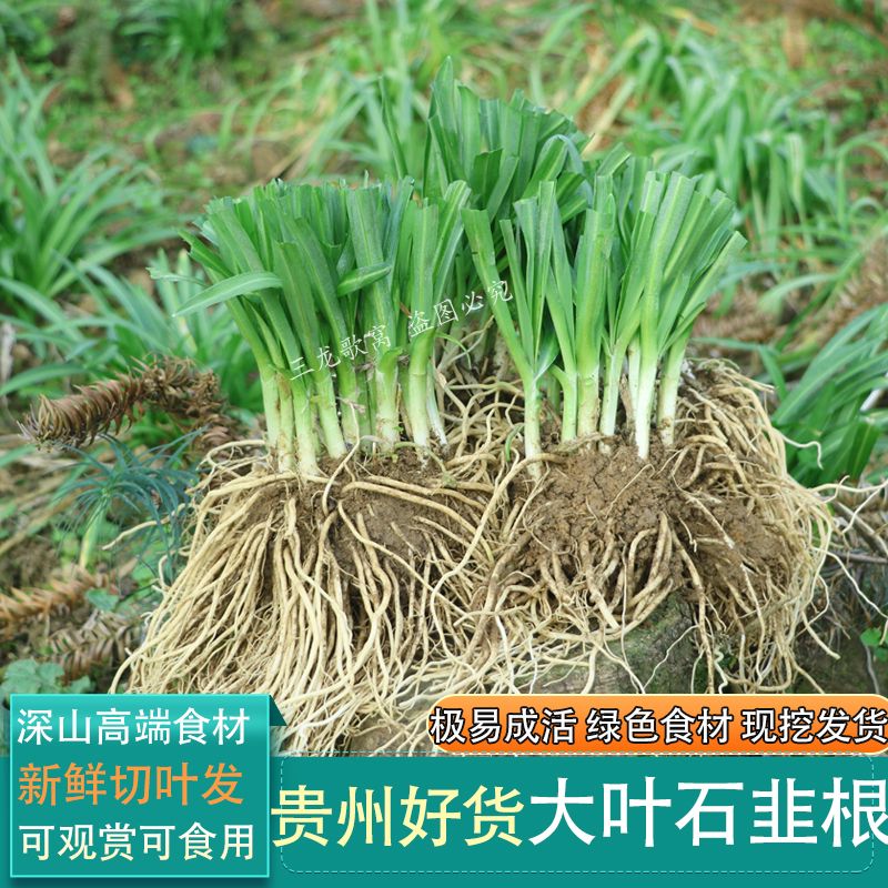 新鲜宽叶野韭菜四季现挖新鲜食用大叶白根石韭家庭园艺山韭根苗