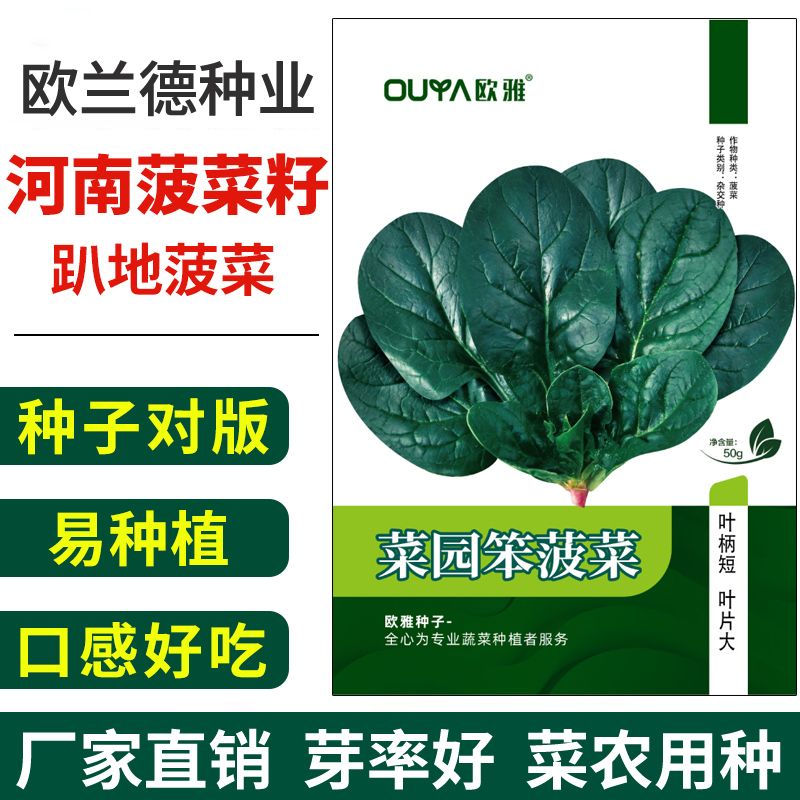 河南趴地菠菜种子正品矮脚红根黑圆叶耐寒耐热老品种菠菜种子大全