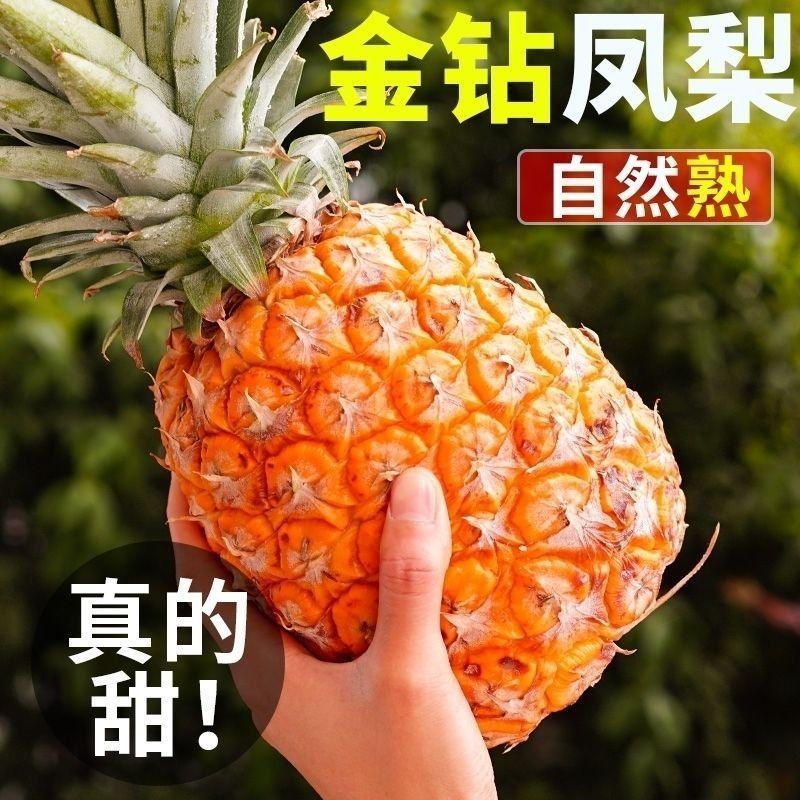【产地直发】正宗海南金钻凤梨当季新鲜水果手撕无眼爆甜多汁整箱