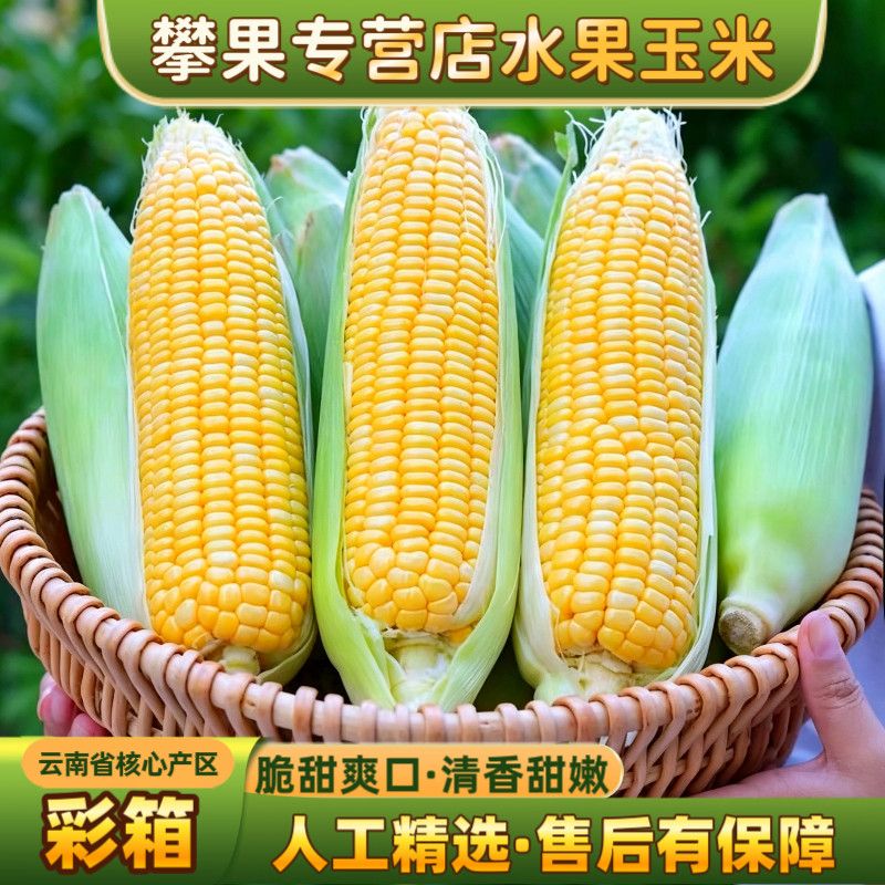 彩箱云南黄金水果玉米4.8/8.8斤新鲜水果甜玉米嫩包谷棒脆甜爆浆
