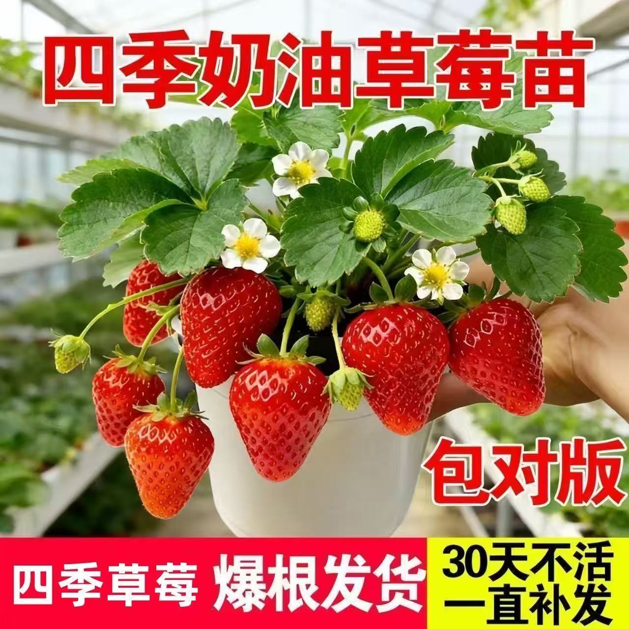 草莓大果南北方秧苗盆栽四季草莓苗南方北方种植牛奶草莓奶油草莓