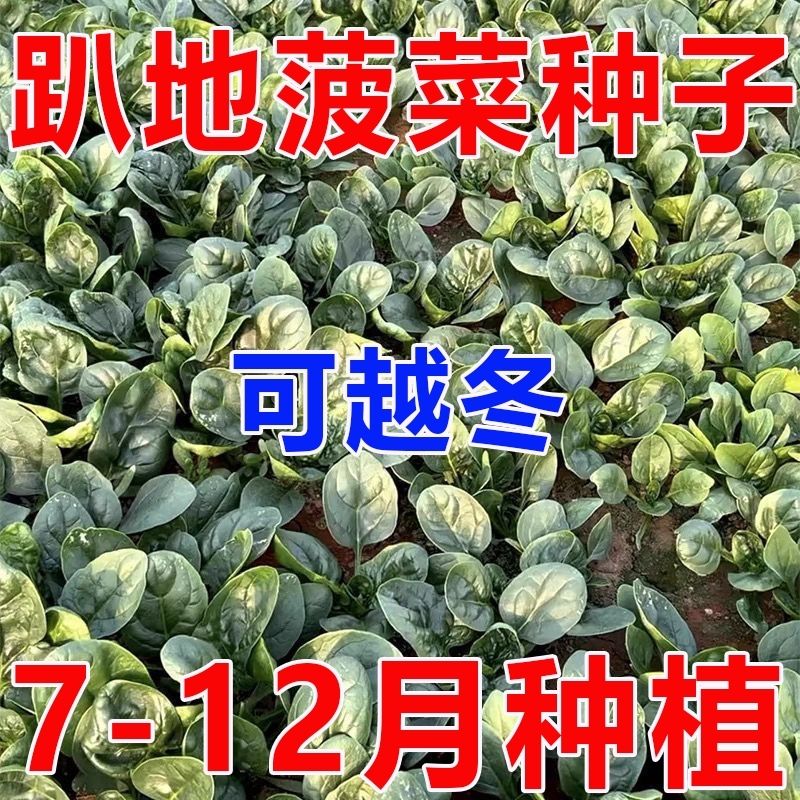 趴地菠菜种子黑园叶菠菜种籽生长速度快耐寒高产越冬蔬菜种子青菜