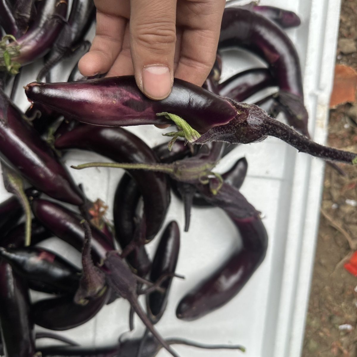 正宗东北茄子新鲜现摘小紫茄子弯茄子蒜茄子农家大棚果漏小茄子