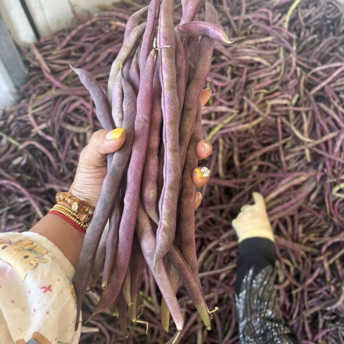 东北紫豆角冻死鬼豆角锅里变豆角八月忙豆角火烧云豆角大紫袍豆角