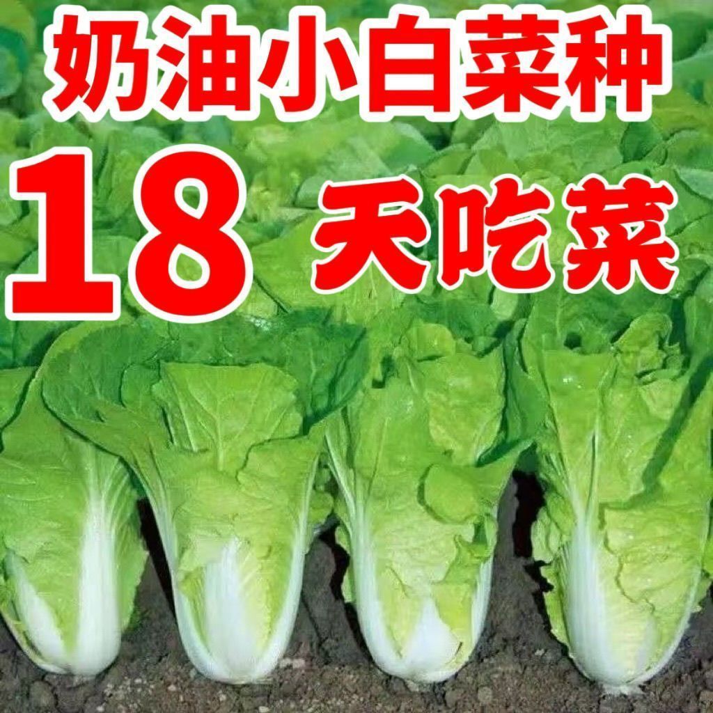 四季快菜奶油小白菜生吃新鲜小白菜爽口农家小白菜