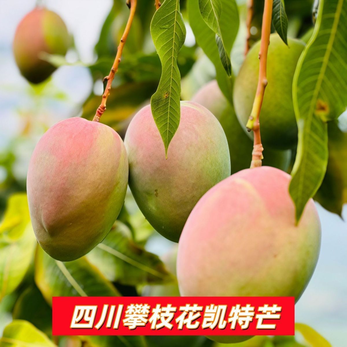 四川攀枝花凯特芒果9斤装新鲜水果当季现摘现发大青皮甜心芒