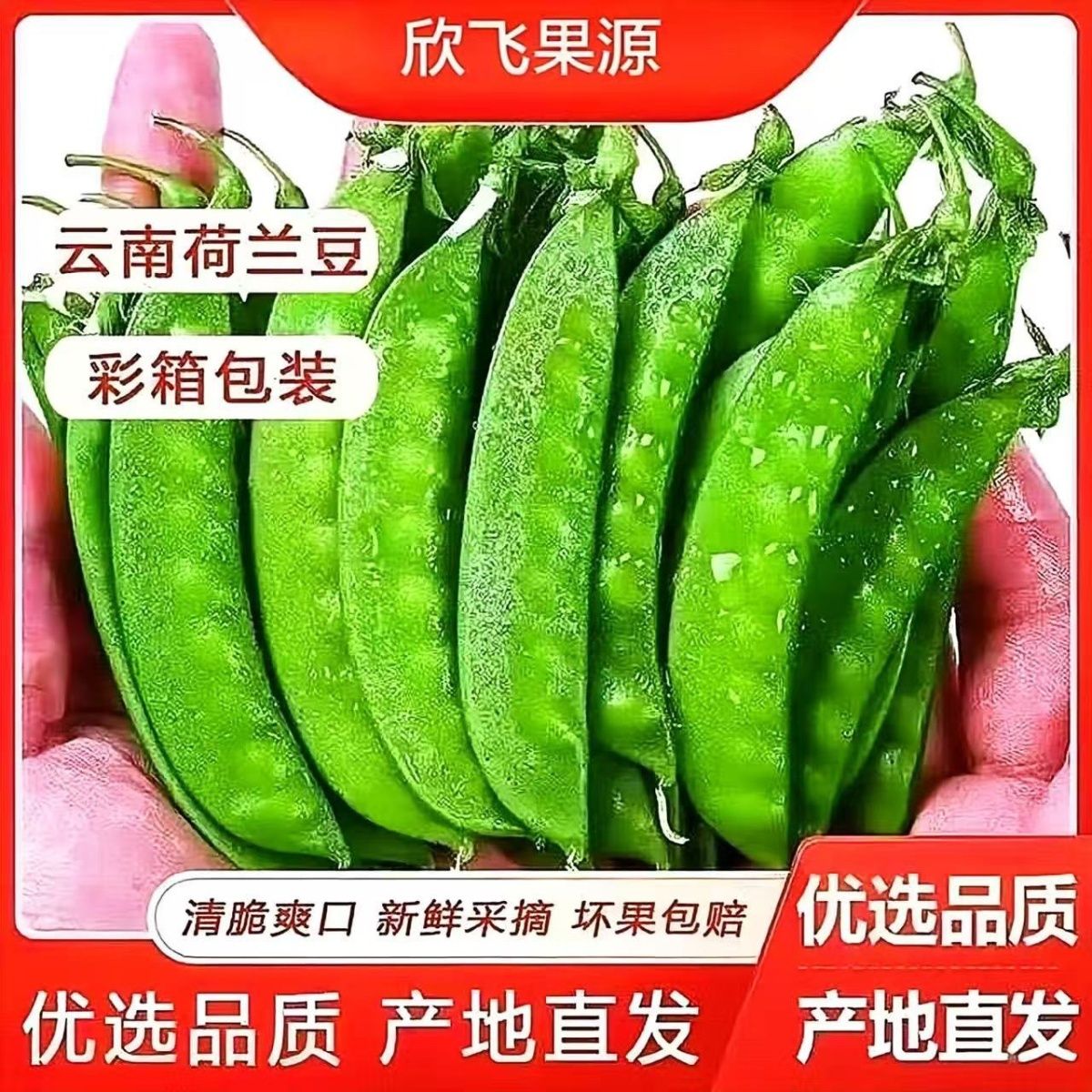【欣飞果源】云南荷兰豆当季新鲜农家蔬菜现摘彩箱净重2-3斤