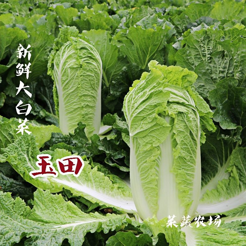 【无防腐】玉田当季北京三号大白菜整箱自种现摘露天白菜产地直发