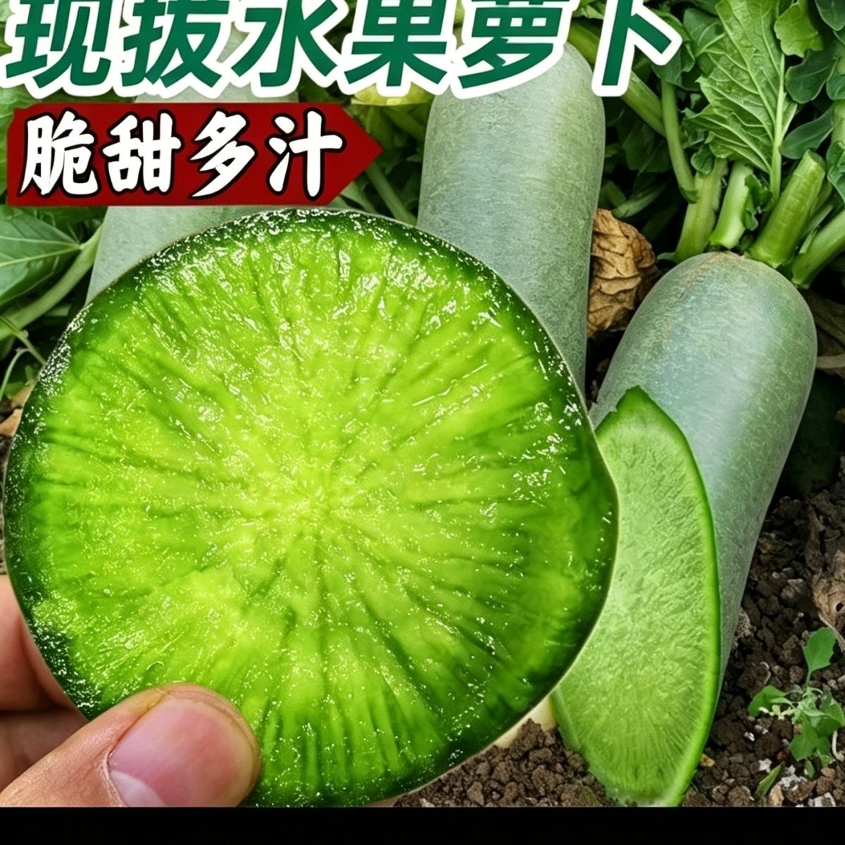 正宗宁夏希卡利水果萝卜甜脆萝卜新鲜生吃大个