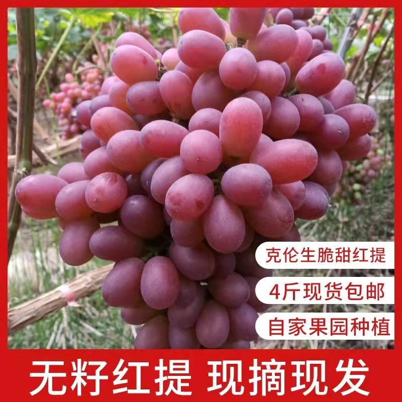 正宗克轮生葡萄无籽现摘新鲜孕妇水果应季水果批发