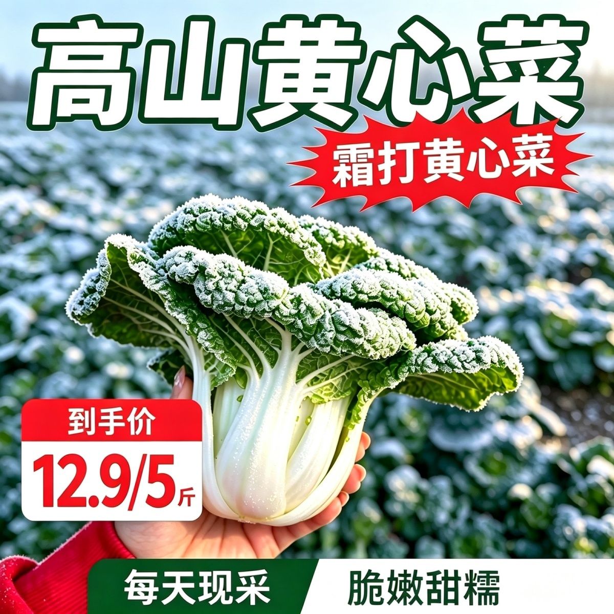 安徽霜打黄心菜趴地乌塌菜新鲜批发5斤现挖现发蔬菜新鲜小白菜