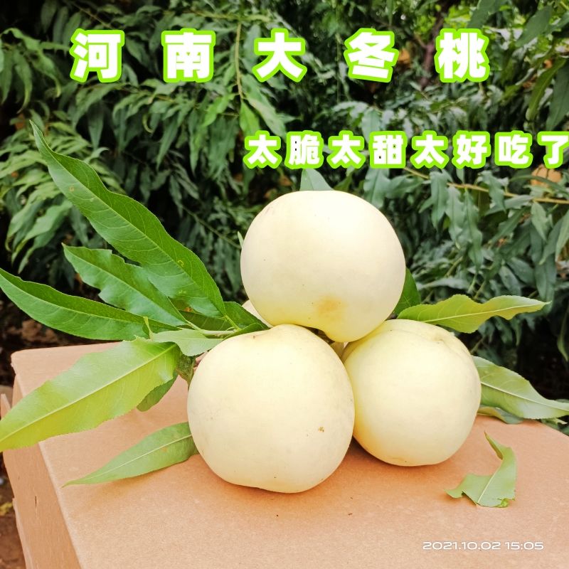 河南辉县脆甜冬桃雪桃映霜红冬桃毛桃孕妇产地直发大果整箱包邮