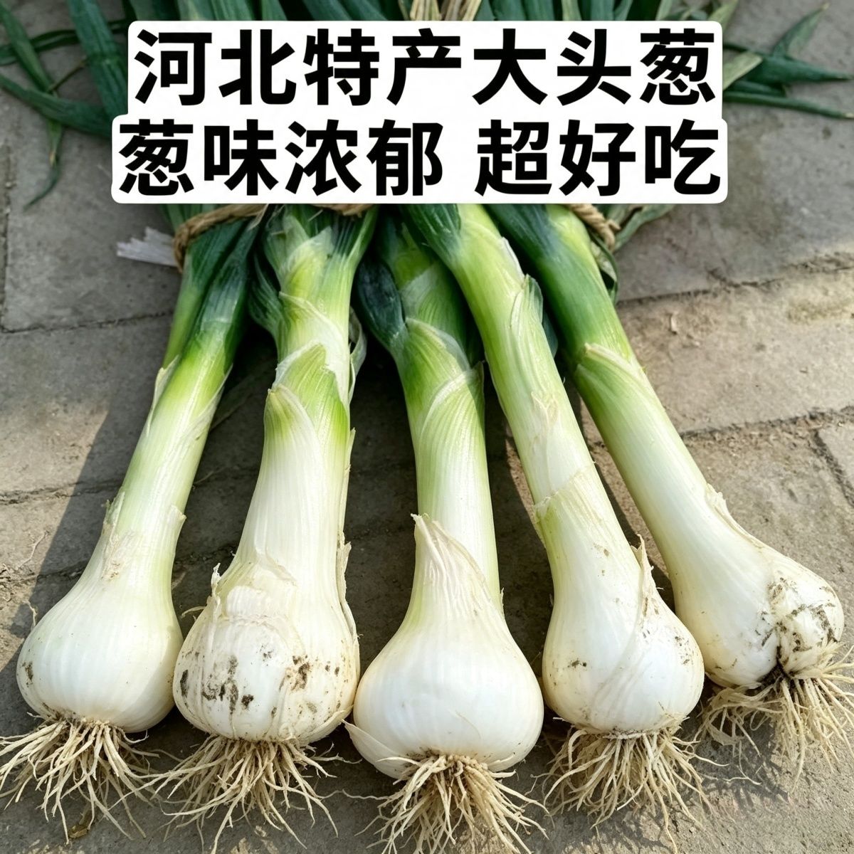 河北特产鸡腿葱新鲜现挖去半叶农家大头葱实心葱香浓炒菜食用大葱