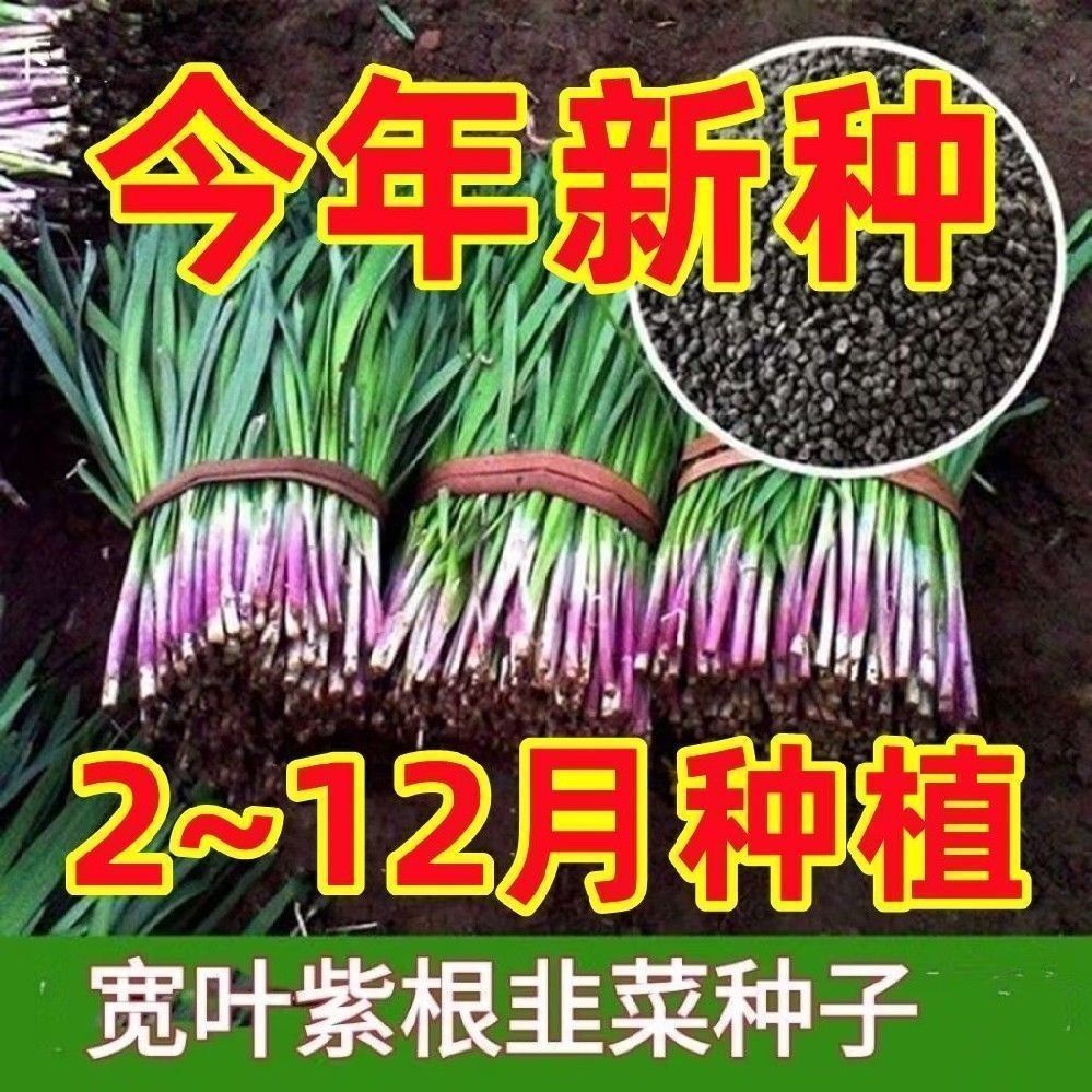 独根红韭菜种子韭菜种籽紫根宽叶大叶耐热耐寒高产包邮