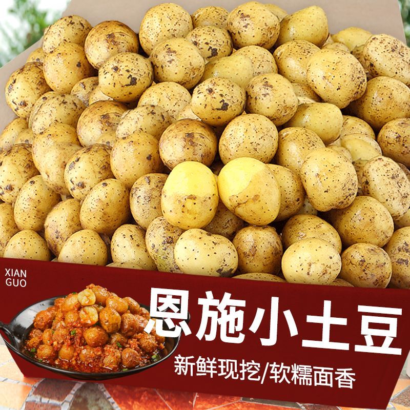 【新货】正宗湖北恩施富硒黄心土豆新鲜迷你粉面软糯应季小个洋芋