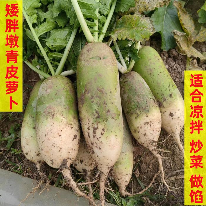 青皮萝卜新鲜河南辣萝卜矮胖萝卜非水果萝卜白萝卜批发价包邮