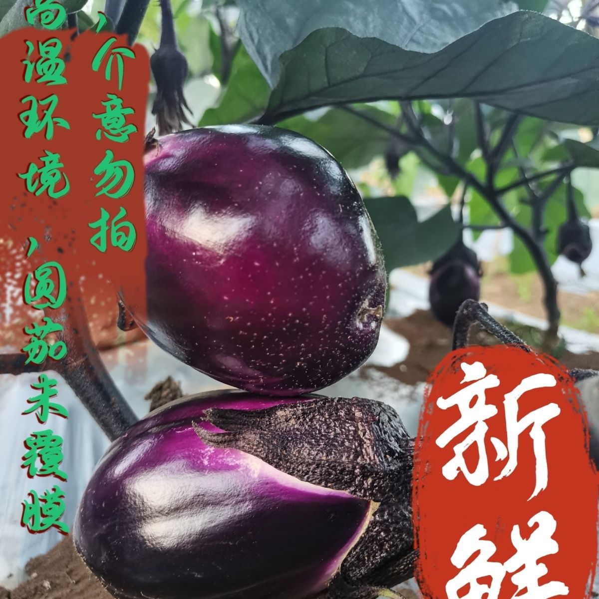 【贵州路天圆茄】新鲜紫色软糯蔬菜圆茄子紫圆茄薄皮便宜