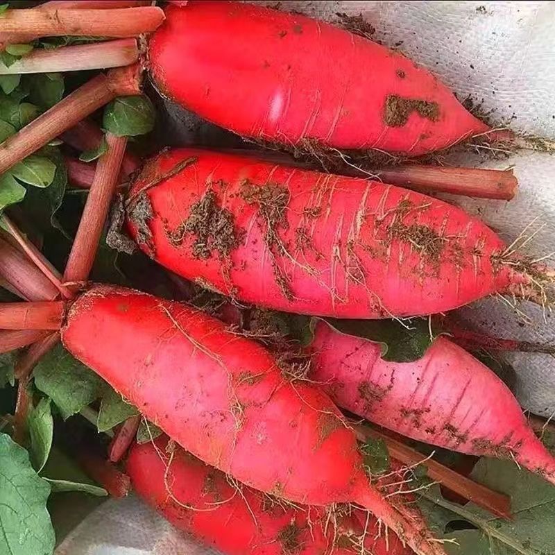红皮1/5斤装白心新鲜现摘耐高温四季播蔬菜泡菜腌菜原