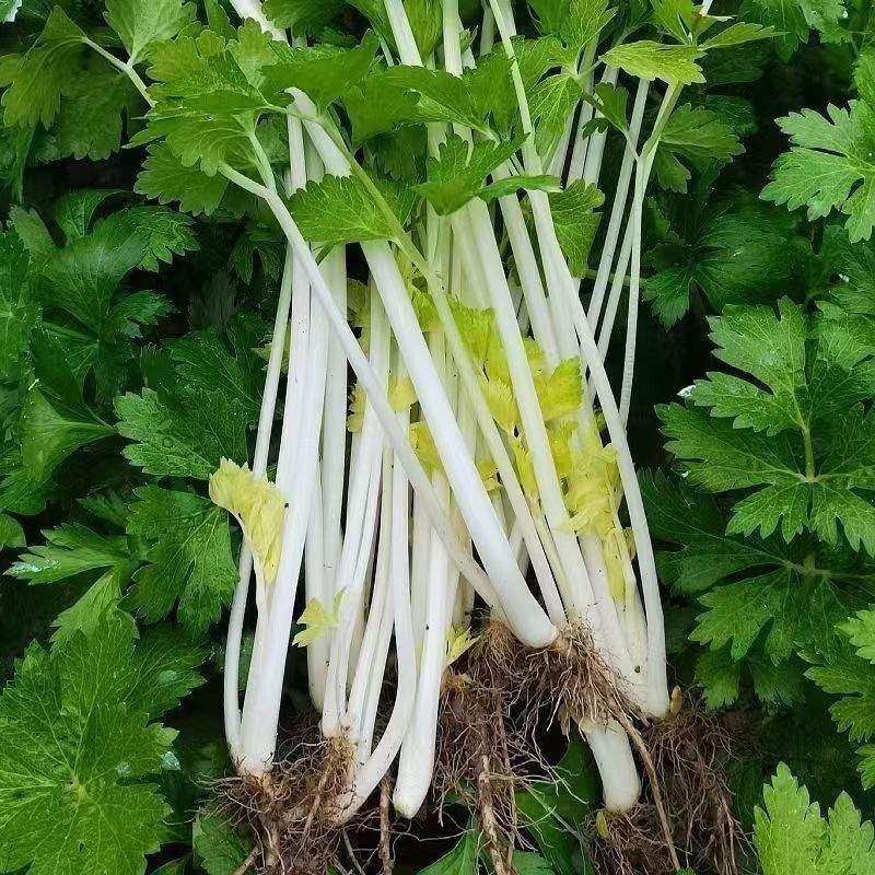 湖北现挖白杆新鲜芹菜榨汁芹菜农家自种应季便宜本地带叶芹菜新鲜