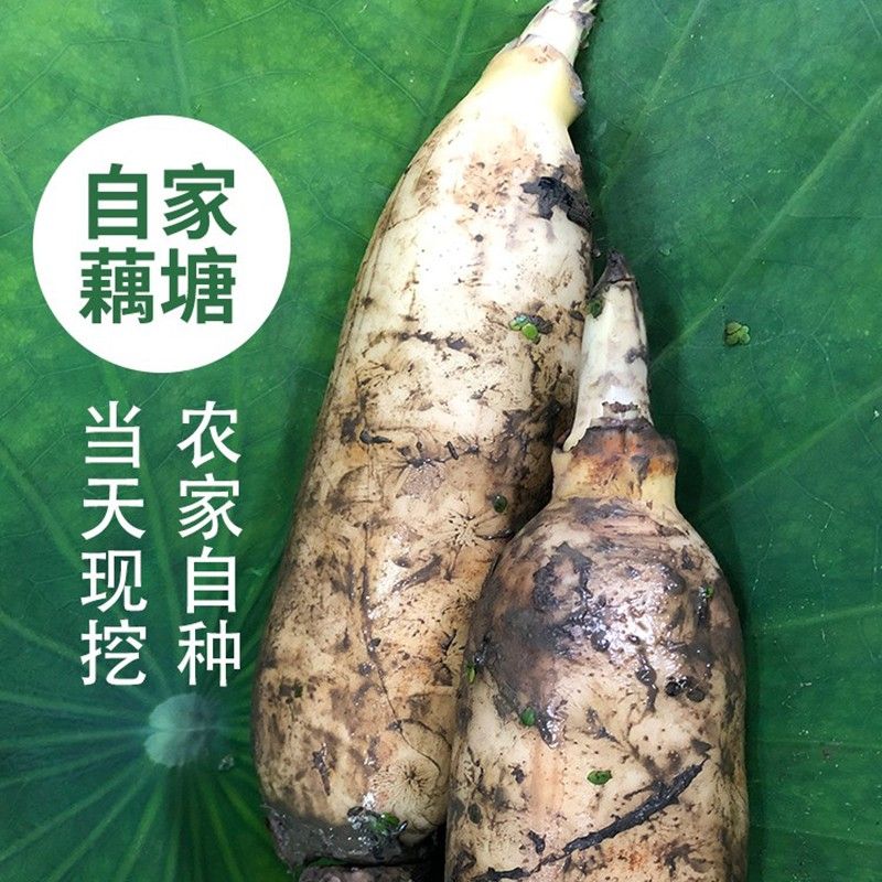 【超清脆】正宗脆藕现挖现发嫩藕莲藕一整箱当季蔬菜整箱