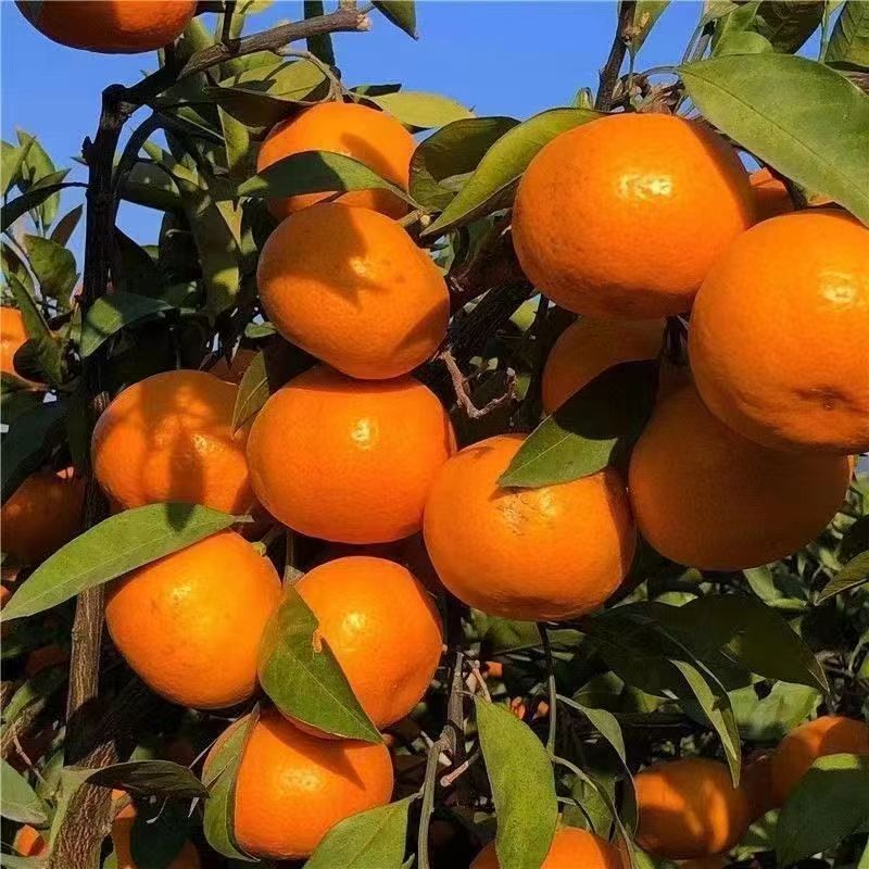 橘子现摘蜜橘应季蜜桔薄皮无核桔子新鲜黄皮柑橘新鲜水果当季孕妇