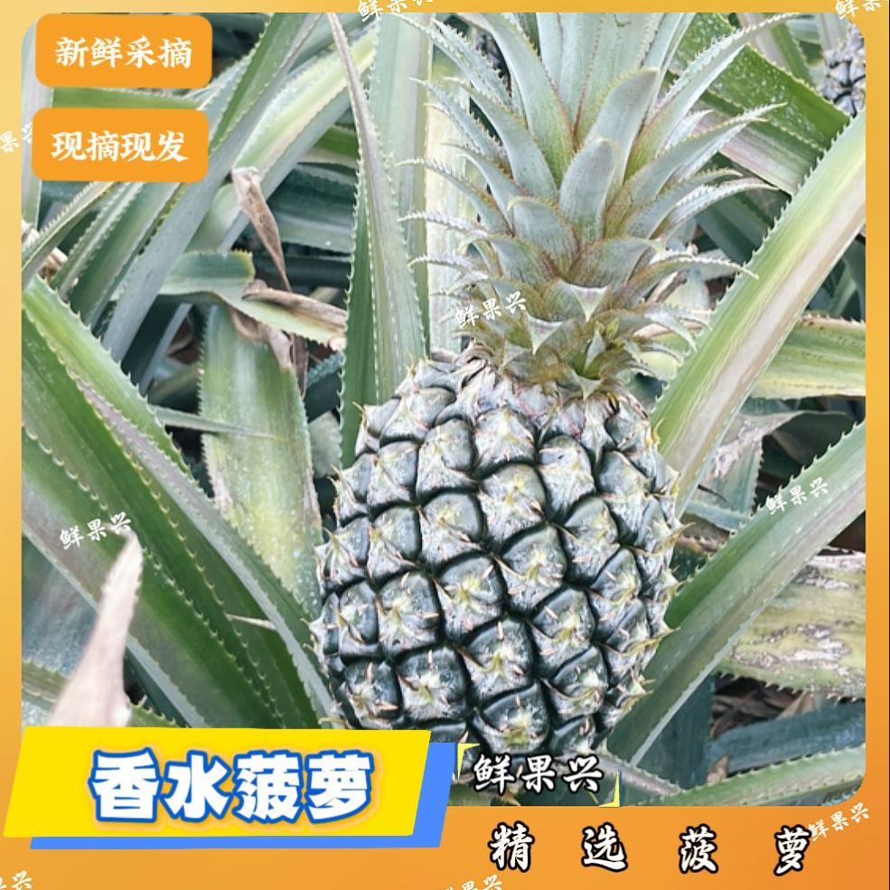 当季新鲜菠萝青皮菠萝徐闻香水菠萝中小个新鲜菠萝迷你小青皮菠萝