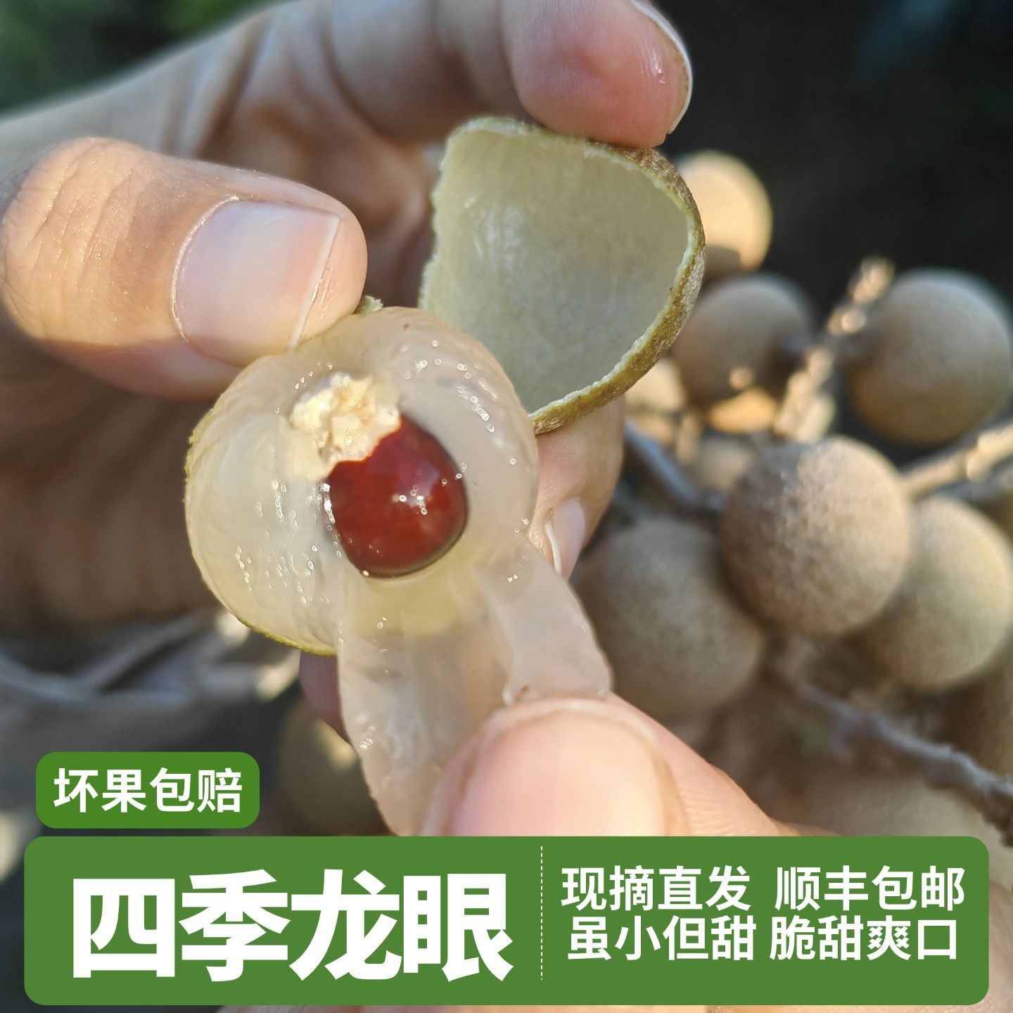 【顺丰包邮】现摘新鲜老树四季蜜龙眼桂圆反季水果脆甜口味