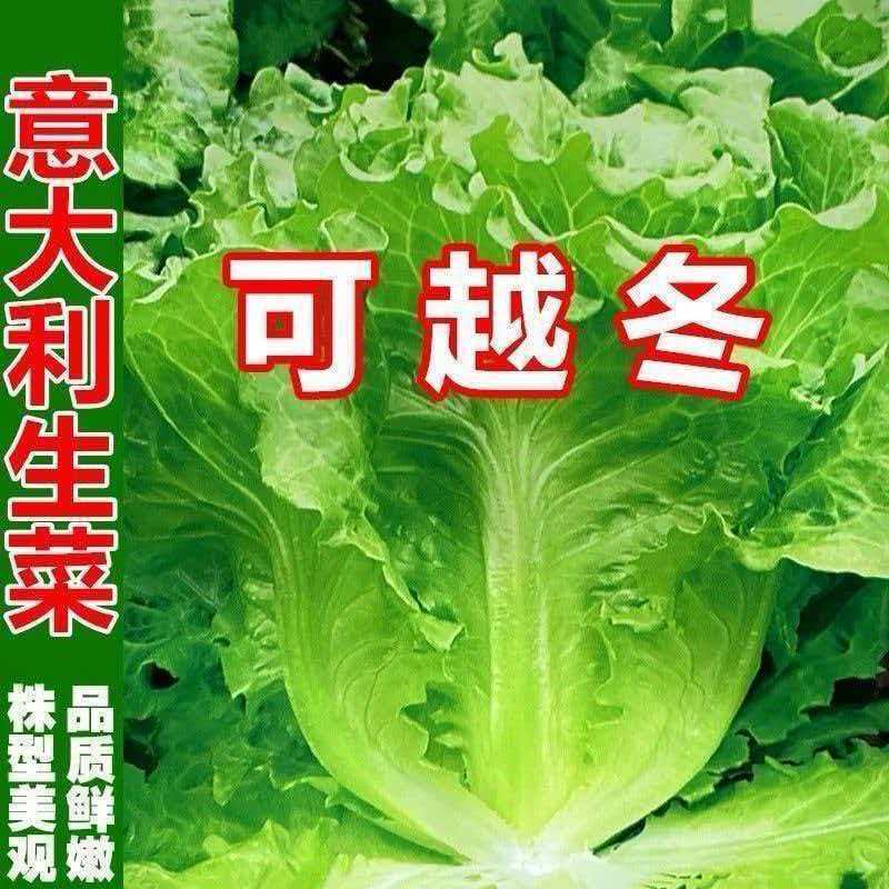 意大利生菜奶油四季生菜种子生吃耐寒耐热种子阳台庭院可播种四季