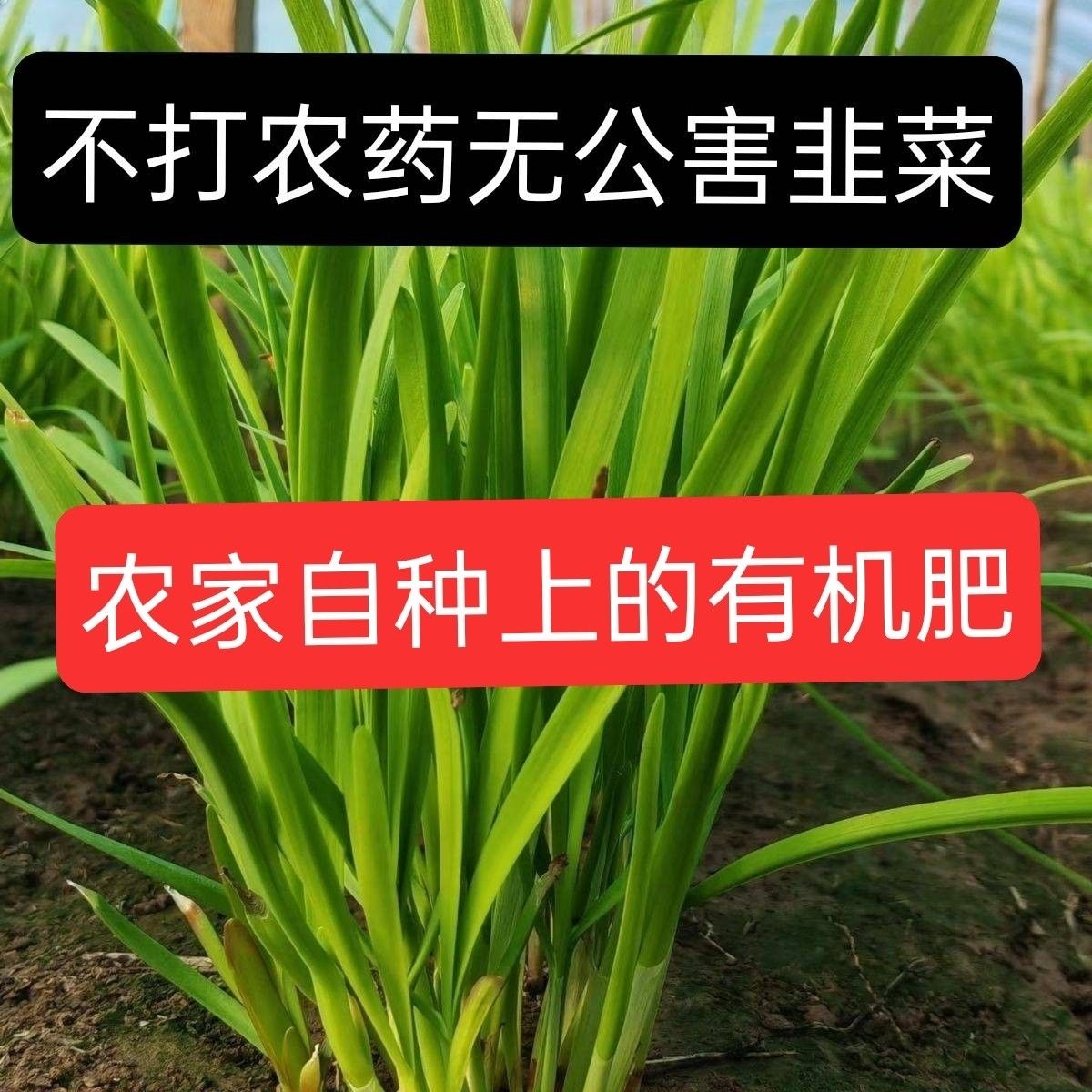 新鲜头茬无公害韭菜现割山东当季农家蔬菜自种现割现发太冷别拍
