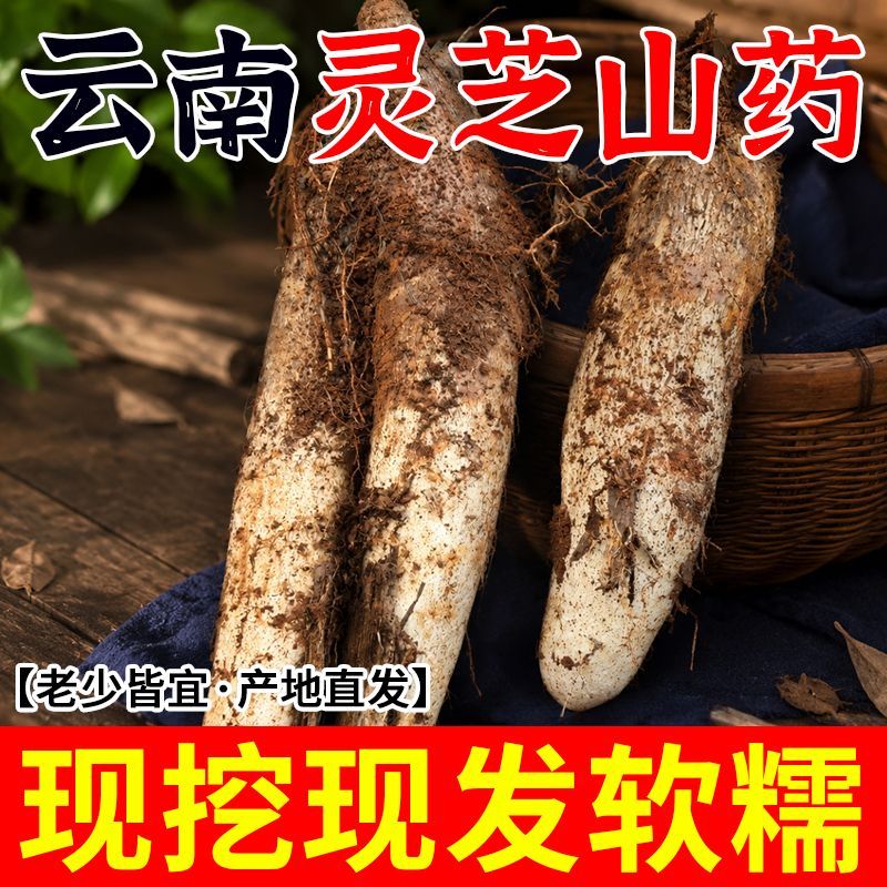 云南灵芝山药新鲜软糯面香煲汤火锅文山基地直发老人小孩孕妇