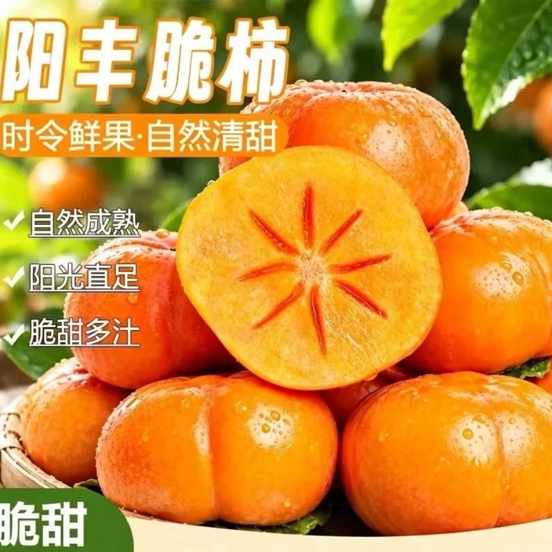 正宗阳丰巧克力脆柿新鲜采摘甜脆可口冰糖心精品脆柿子产地直达