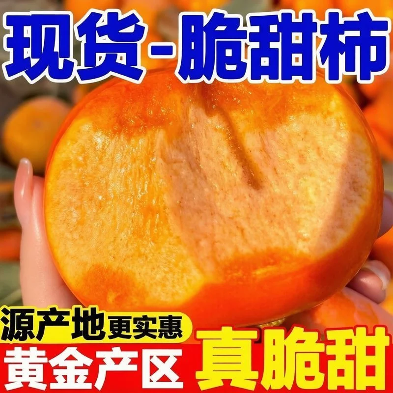 【新柿子】正宗阳丰巧克力脆柿子新鲜水果无核脆柿整箱包邮批发